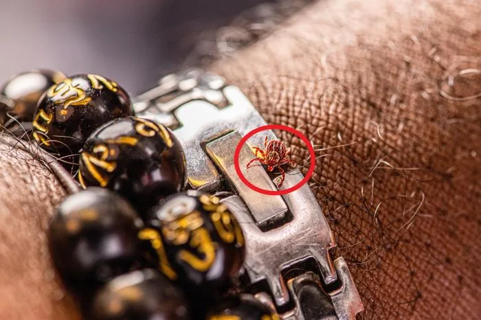 American dog tick (Dermacentor variabilis) with markings