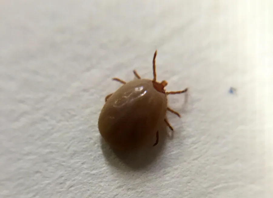 Engorged adult deer tick after feeding - showing how ticks can grow significantly after a blood meal